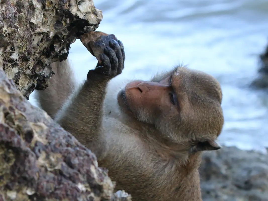 身价17万的实验猴！野生实验猴已进石器时代，用石头过度开发资源
