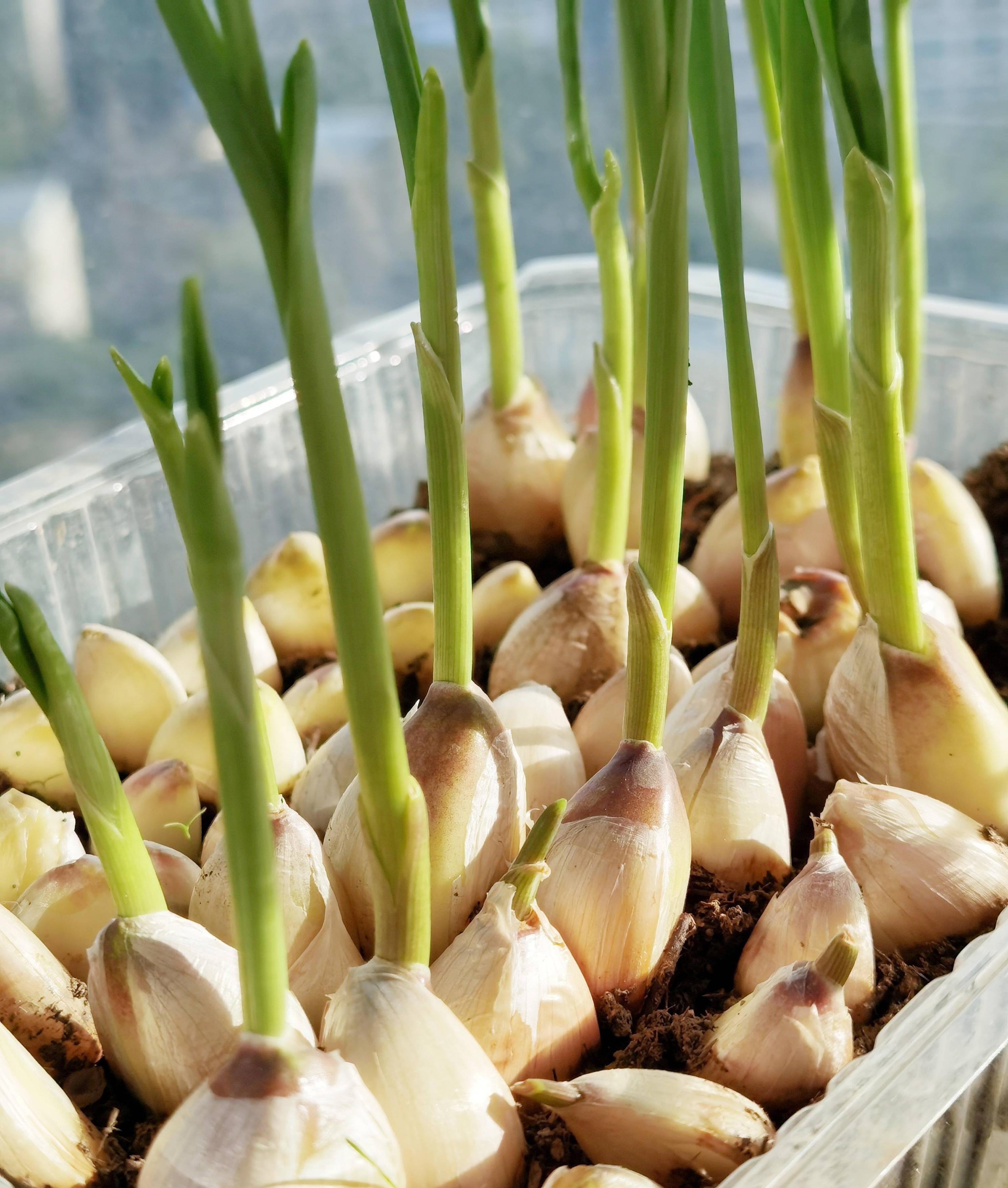 阳台种菜的方法和技巧大全集,阳台种菜的方式和技巧