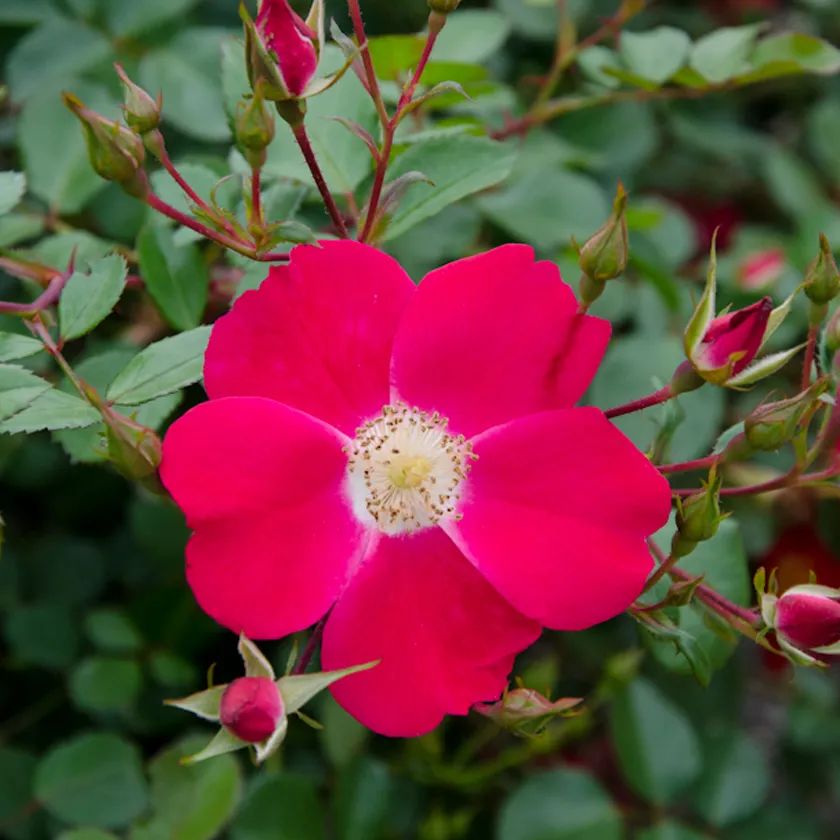 月季系列大全及图片,8张图教你分清月季的花型
