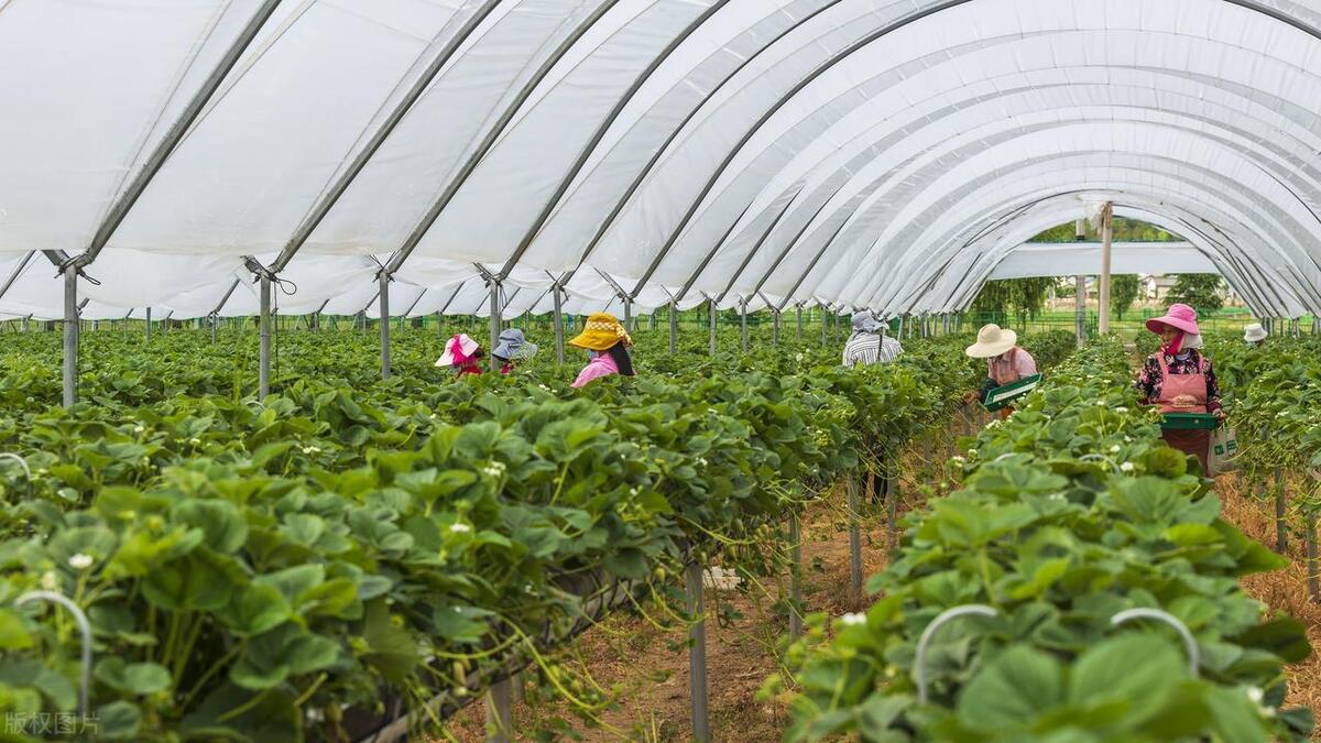 卖草莓一年收入40万,现在卖草莓一斤能赚多少钱