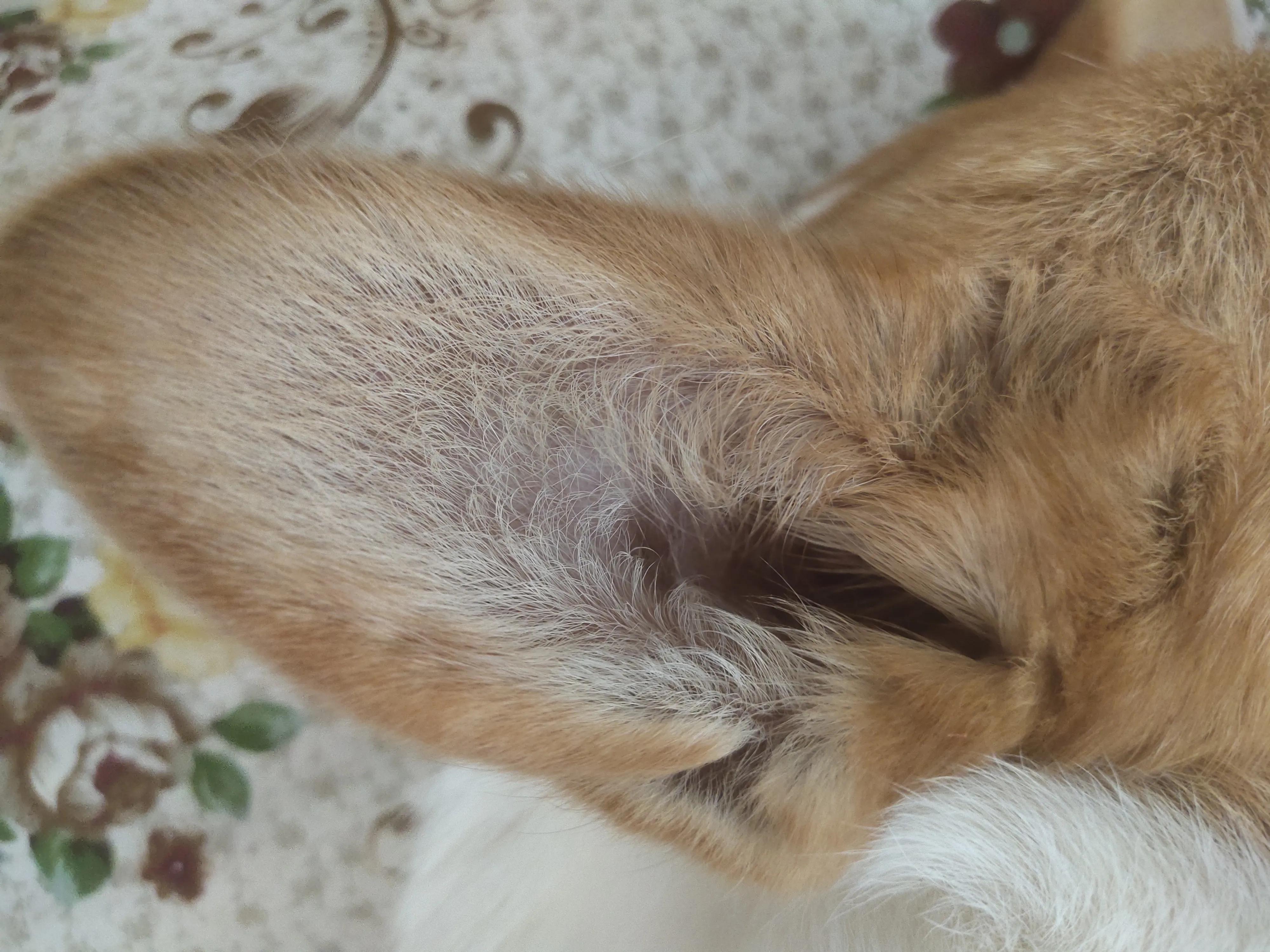 哪些疾病会让狗狗短时间内死亡,狗狗生殖系统有哪些常见疾病