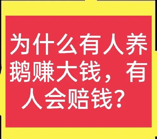 有人养鹅吗,养鹅靠什么赚钱