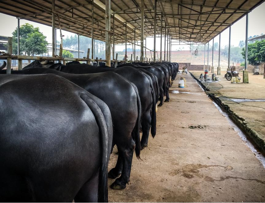 借力天猫超市，水牛奶新贵“亿小瓶”618卖爆了