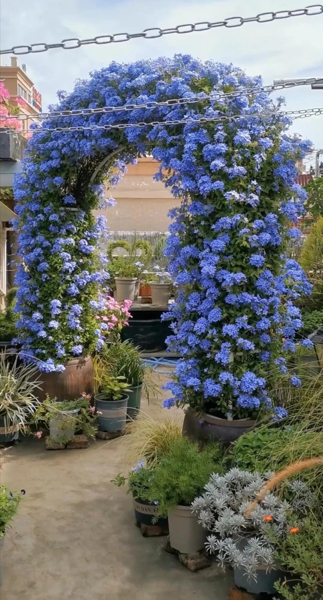 最好养的10种花排行第一名竟然是,好看又皮实勤花的花