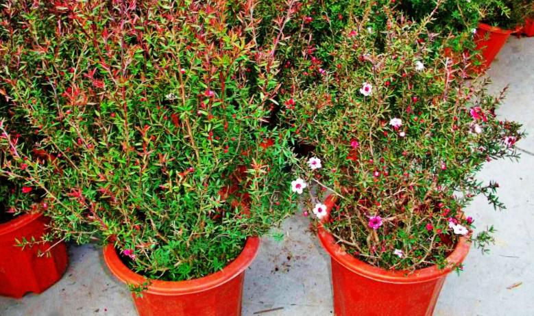 松红梅花好养,松红梅怎么养才能多开花