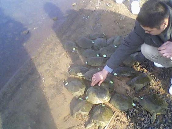 水泥池塘的甲鱼如何越冬,甲鱼越冬的贮存方法
