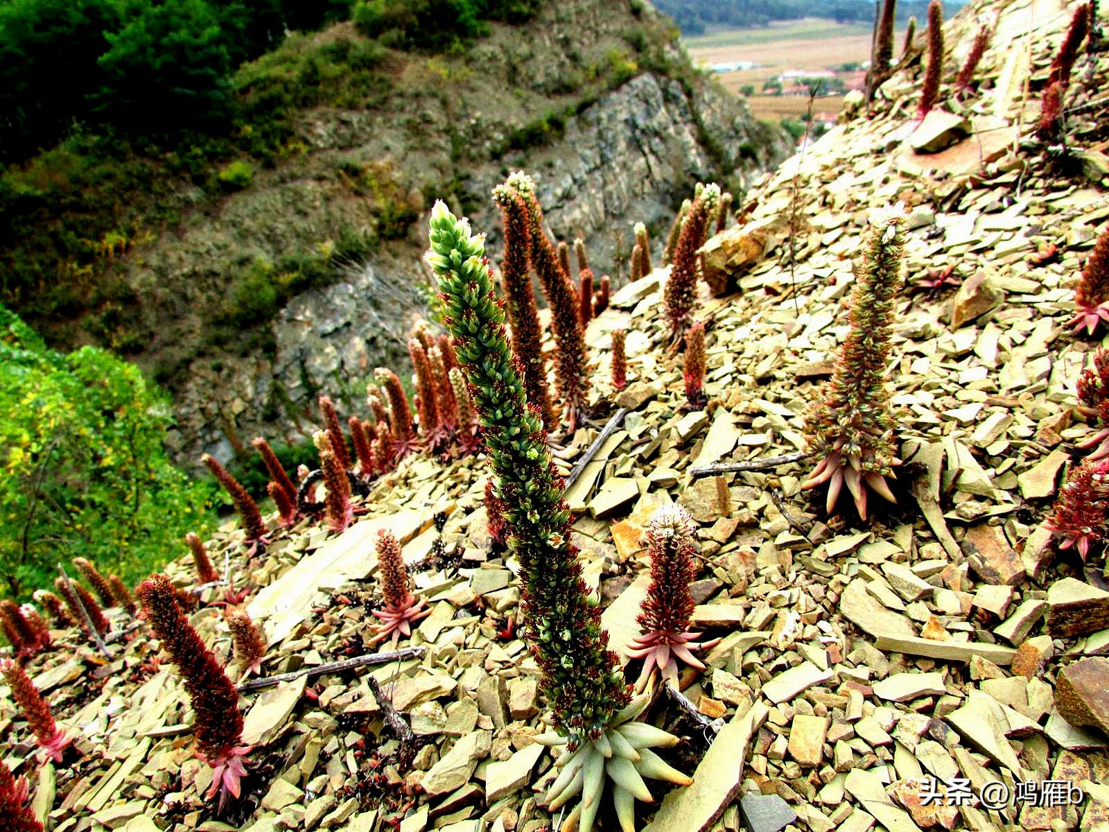 十大耐阴多肉植物,狼爪瓦松是多肉吗