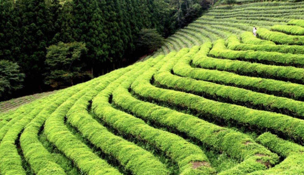 中国为什么要花2个多亿，从印度进口茶叶？印度茶比中国好在哪？