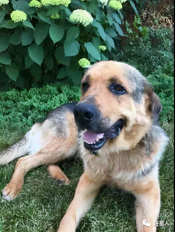 谷歌地图六条腿的狗,谷歌地图上发现的狗