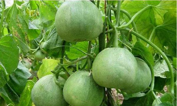 绿宝石香瓜的种植方法和注意事项,香瓜种植技术选瓜留瓜