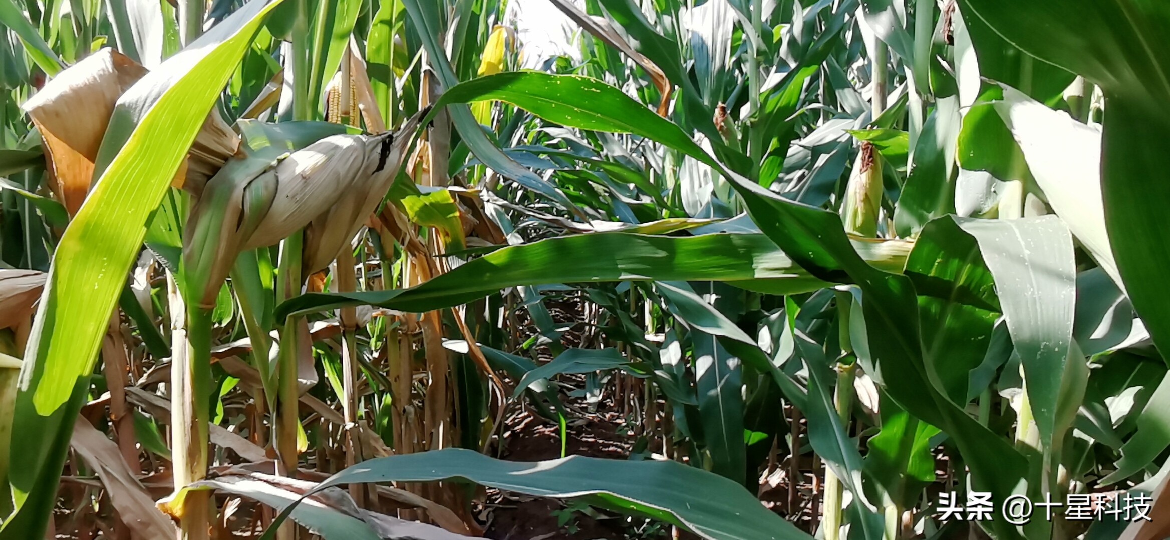 安保丰®京科627:黄淮海的夏玉米,可以随意对比