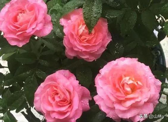 五颜六色的花朵养眼舒心,灵动秀美的花朵图片