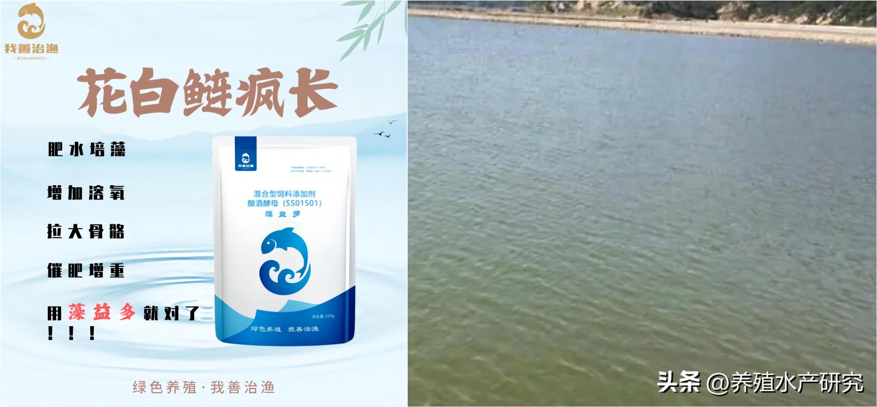 花白鲢每亩放多少尾合适,花鲢白鲢怎么养产量最高