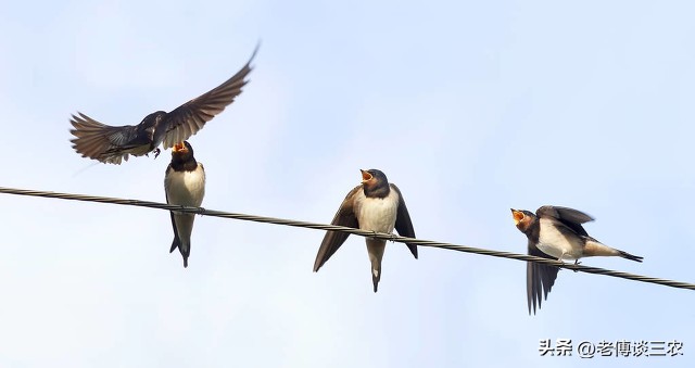 生猪肉为什么不能吃啊,农村三种人不能吃什么