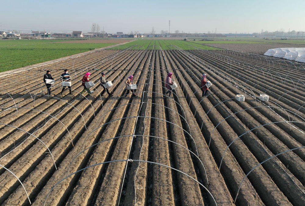 河北唐山生姜价格表,河北唐山丰润生姜