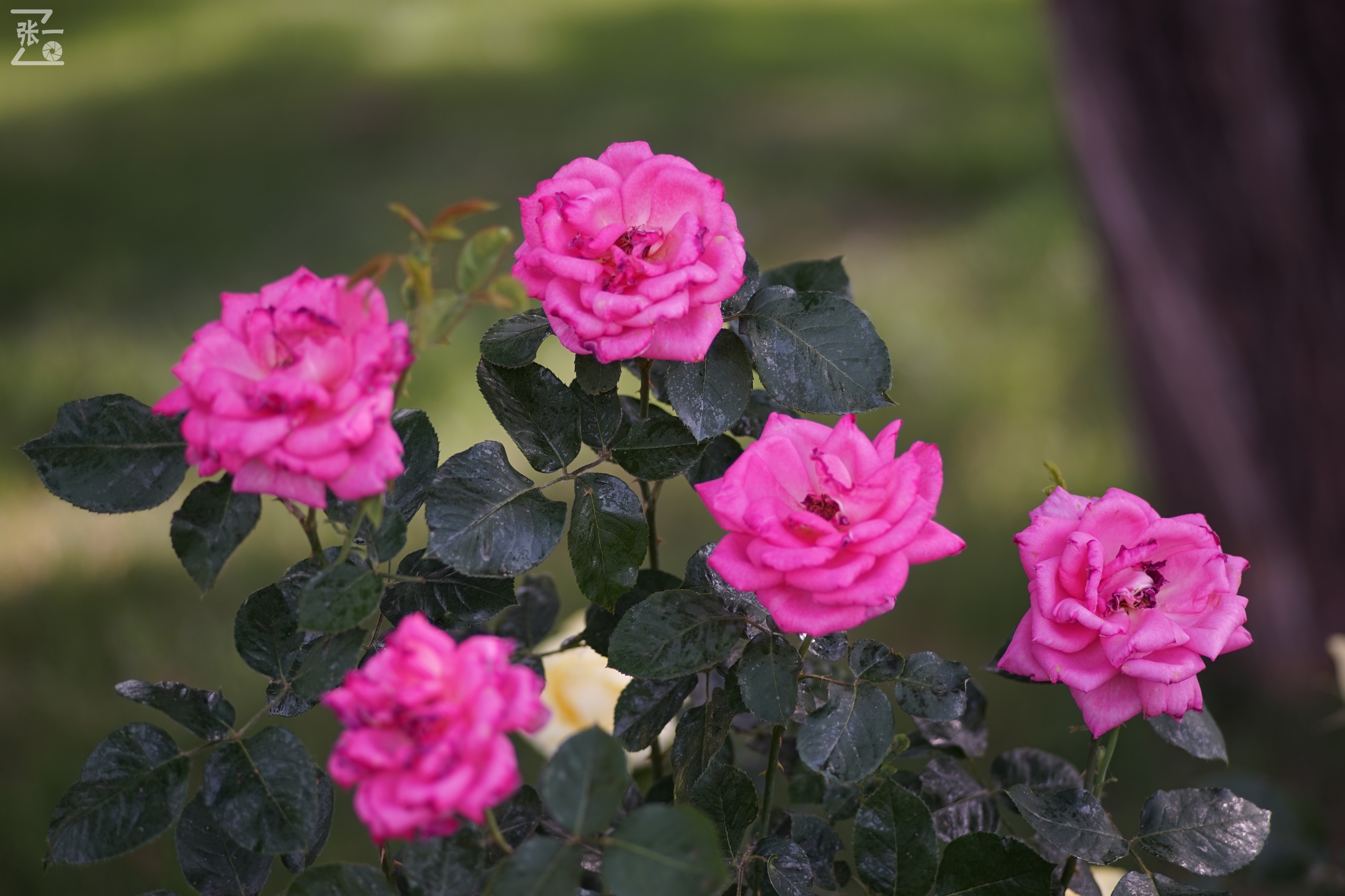 蔡司sonnar50毫米,蔡司sonnar镜头生产年份