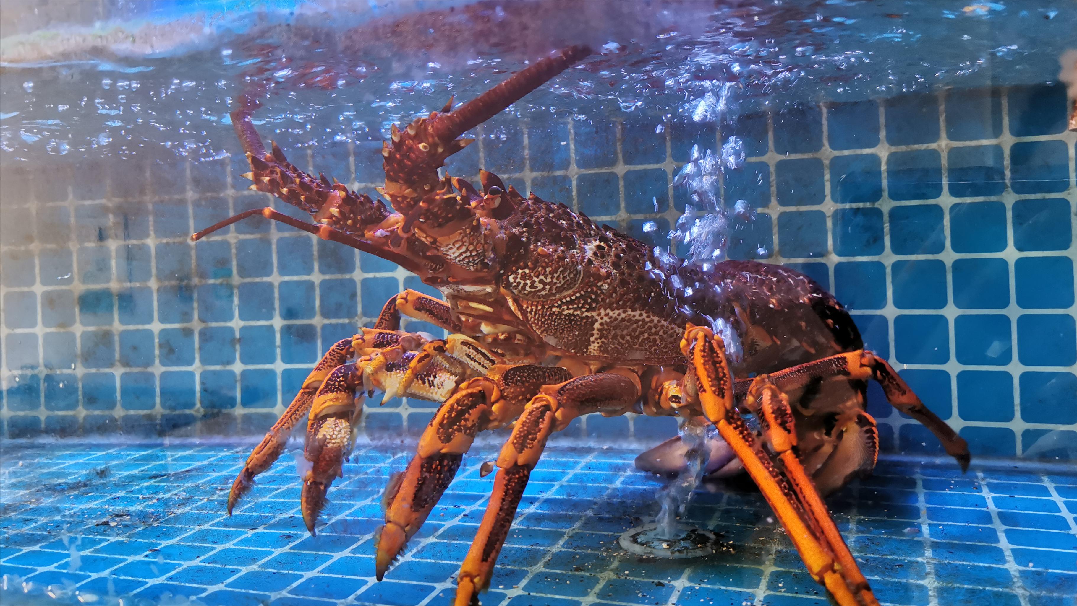 加盟泊来鲜海鲜超市怎么样,海鲜新零售加盟