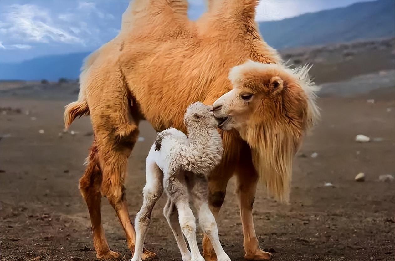 补钙的中老年营养品有哪些,中老年人哪种补钙药经济实惠