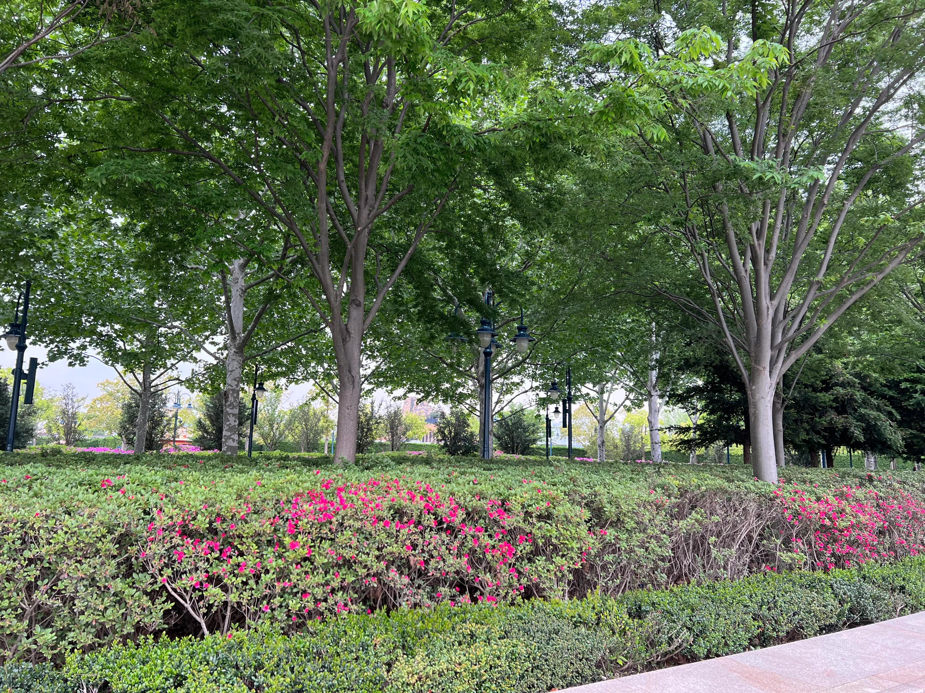 上海旅游迪士尼小镇,上海之旅朱家角古镇