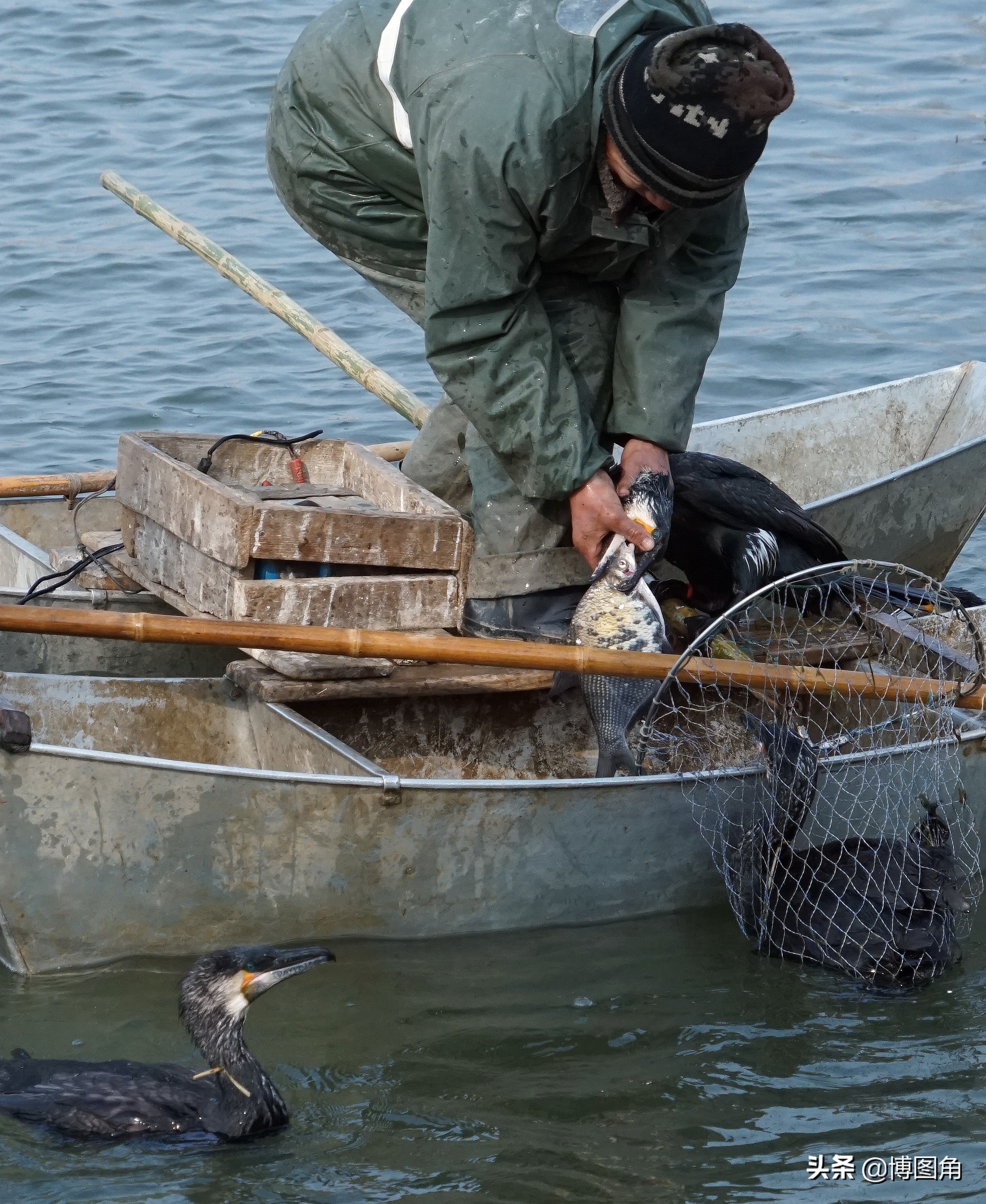 80年代农村鱼鹰捕鱼,渔民与鸬鹚捕鱼图片