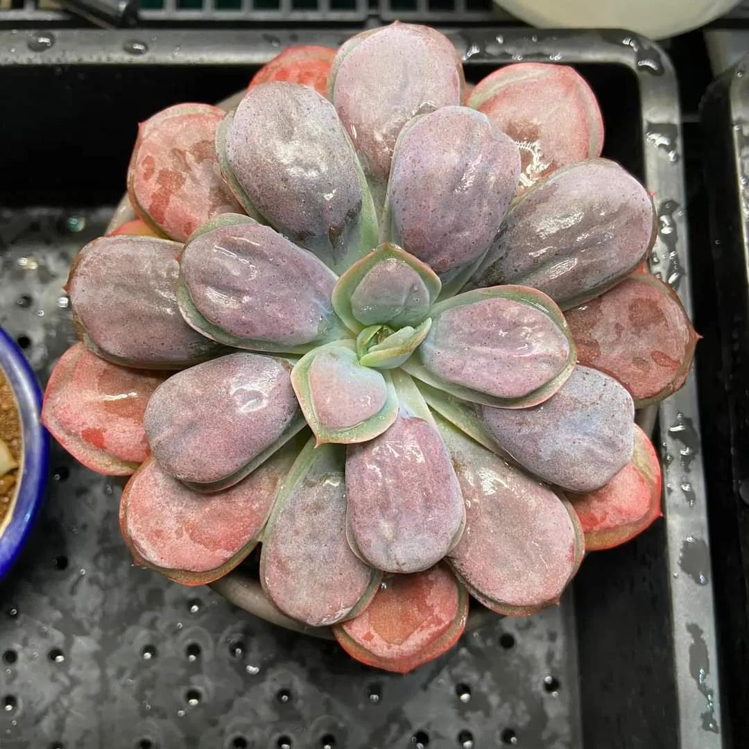 多肉专治强迫症,瘤子多肉植物