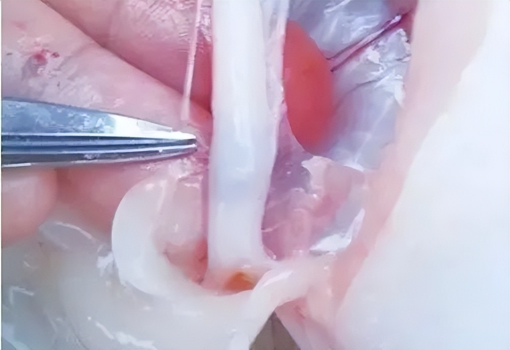 鱼类便秘怎么治疗,鱼塘里的鱼便秘怎么治疗最好