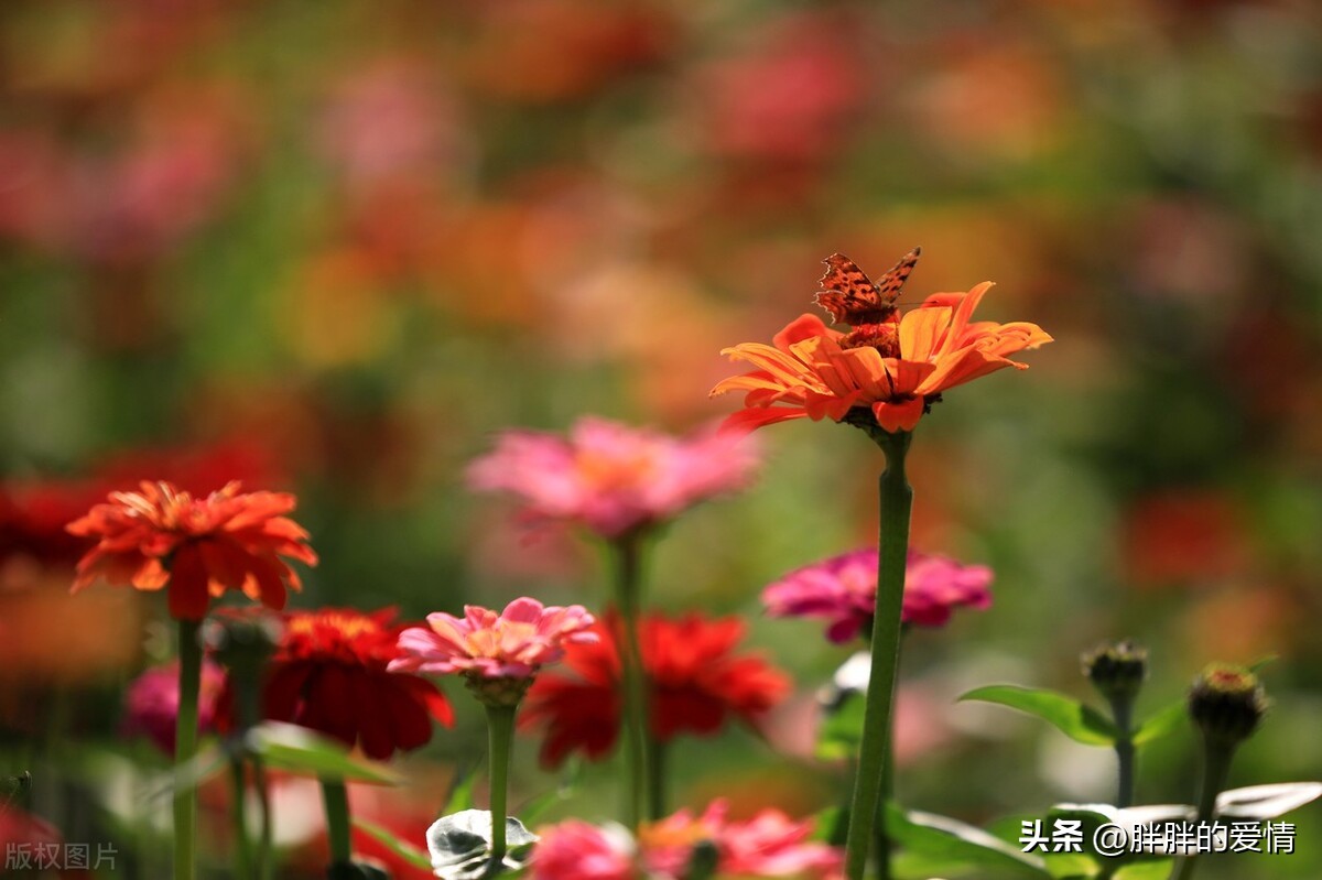 世上本无事庸人自扰之心头无闲事,再痛苦也要微笑面对现实