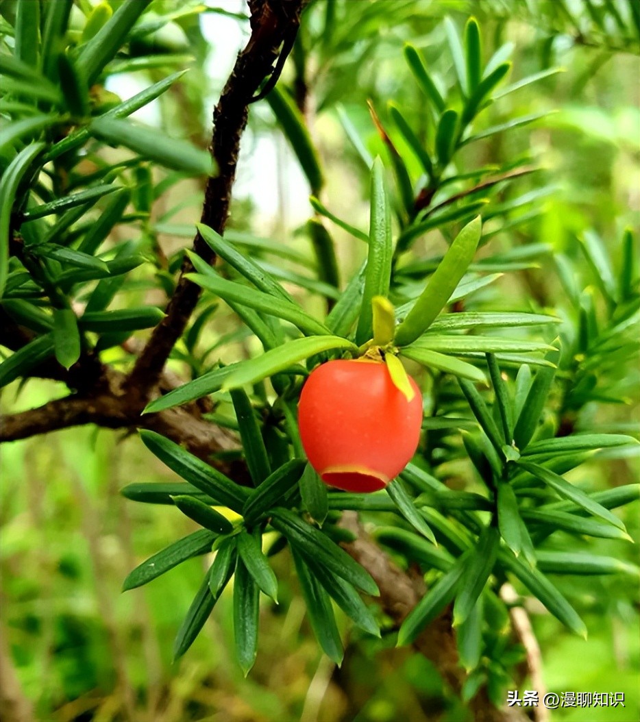 红豆杉中控制紫杉醇形成的结构,紫杉醇有几种有啥区别