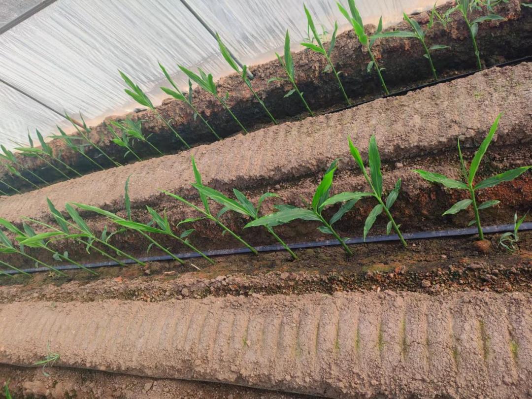 生姜生长过旺用什么药,生姜长太慢打什么药让它长得快