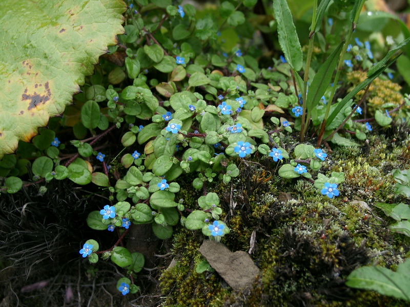 微孔草的种植技术,长圆叶微孔草介绍