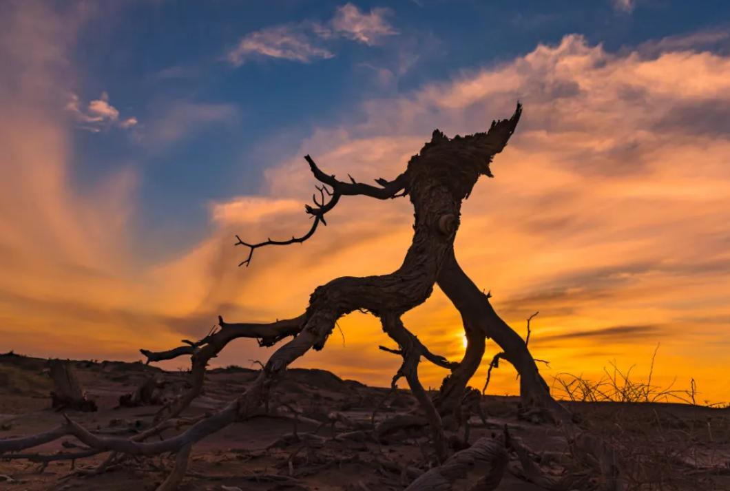 额济纳胡杨林沙漠王国,初夏的内蒙古额济纳大漠胡杨