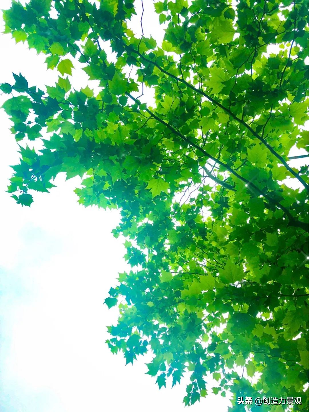 一花一草一世界原创花草,一花一草一世界赏花享受最好时光