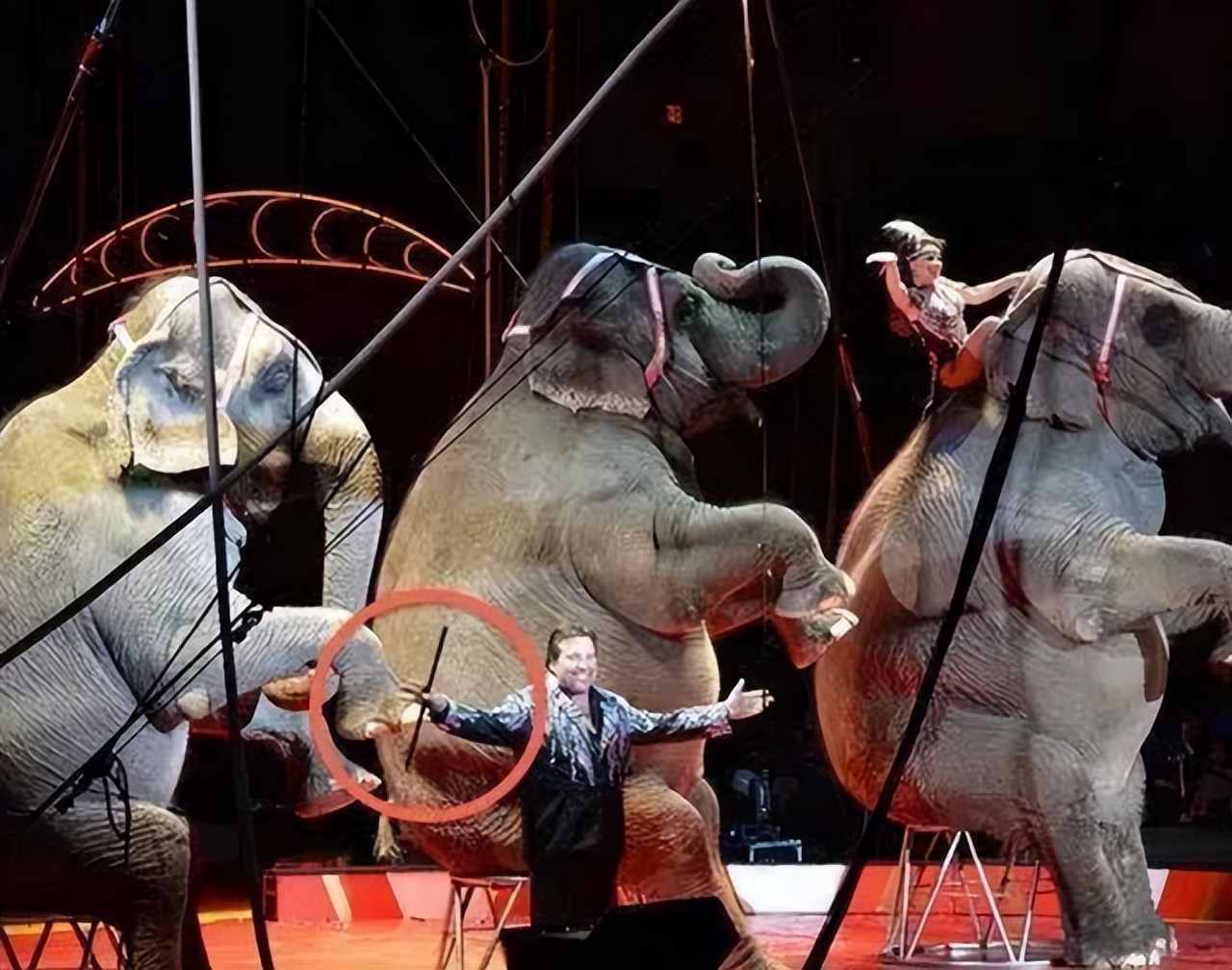 世界唯一被执行死刑的大象,被判死刑的大象