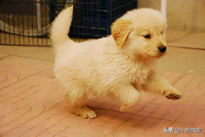 金毛拉布拉多犬的优点和缺点,新手养金毛老手养拉布拉多