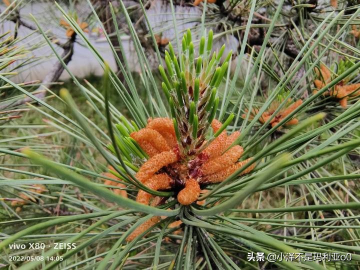 vivox80巅峰极速测评,今年旗舰机最推荐的vivox80