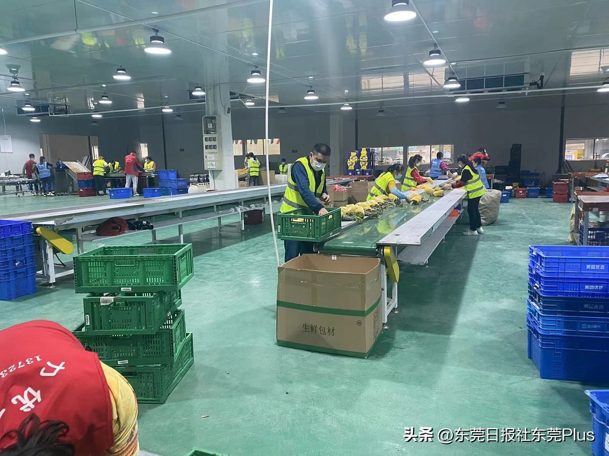 新鲜进口水果,广东进口水果要求最新