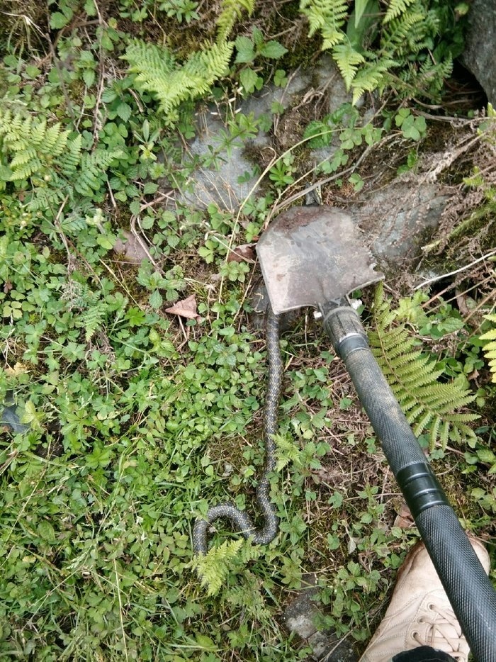 什么蛇有毒湖南,湖南地区的有毒的蛇有哪些