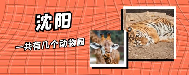 沈阳野生动物园带点啥东西喂动物,沈阳动物园冬季有哪些动物