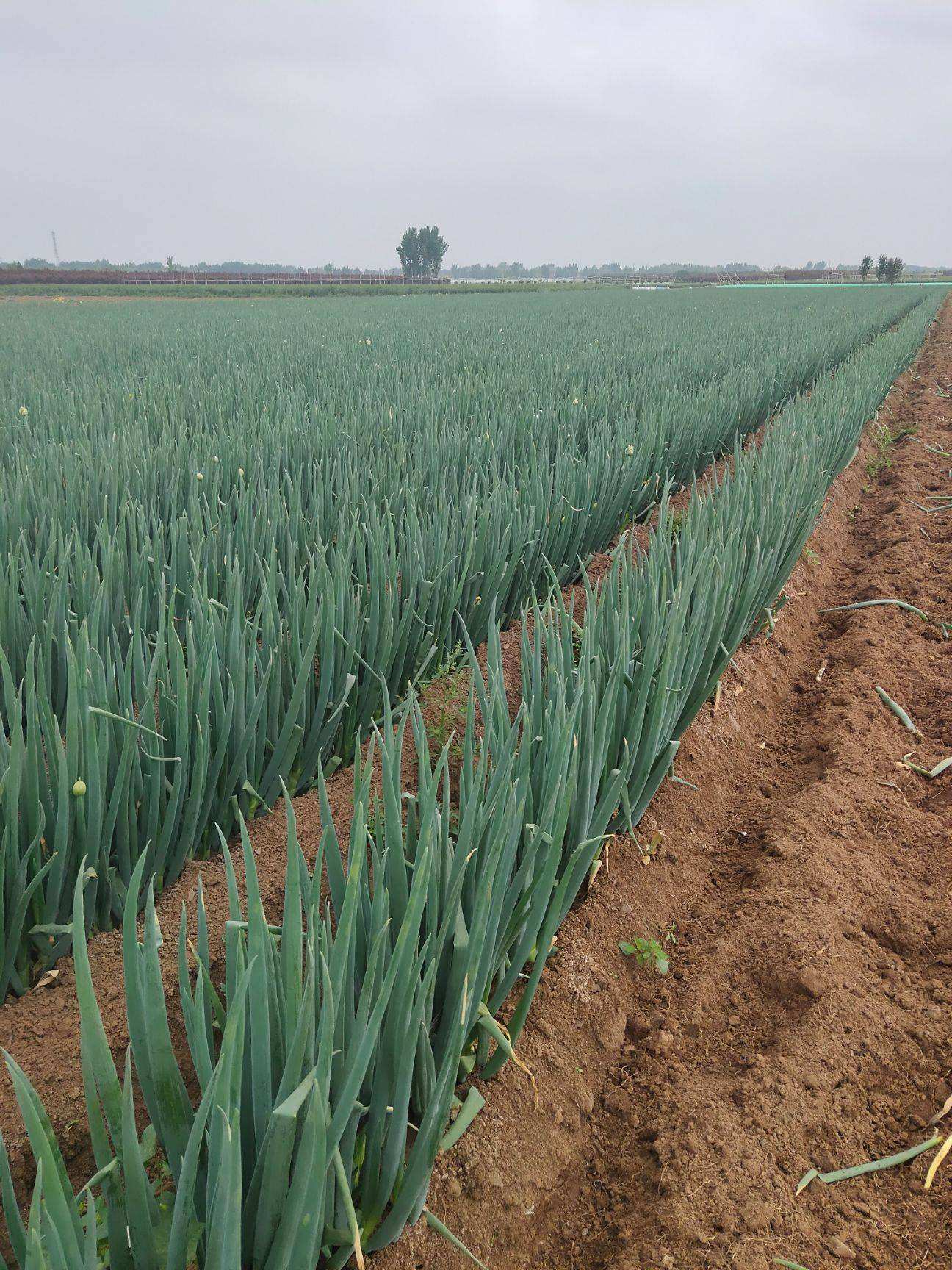 大葱育苗一亩需要多少大葱种,大葱的育苗方法和时间