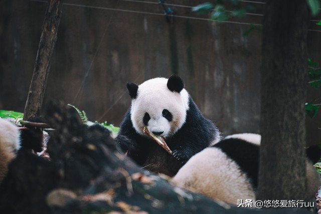 去成都旅游必去的十个地方,来成都必游之地有哪些