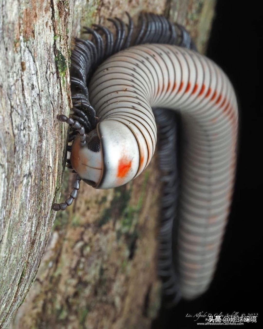 10种最罕见的神秘生物,35种罕见生物照片