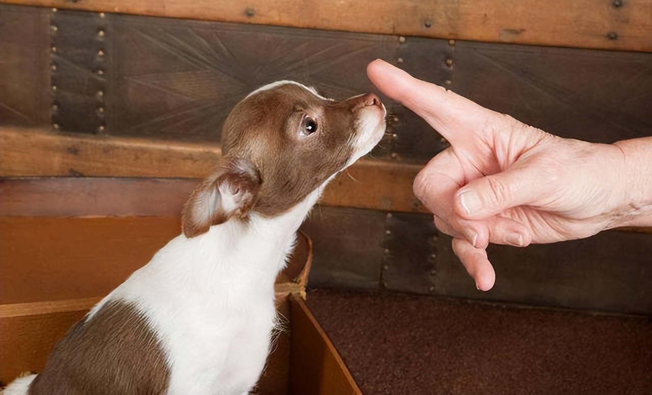 狗狗被打会有什么反应,狗被打的不敢动