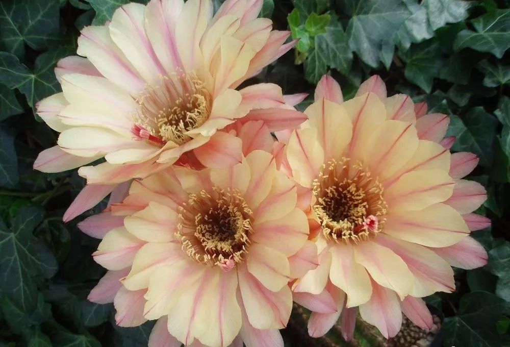 200种·仙人球开花图鉴，大开眼界，美到爆