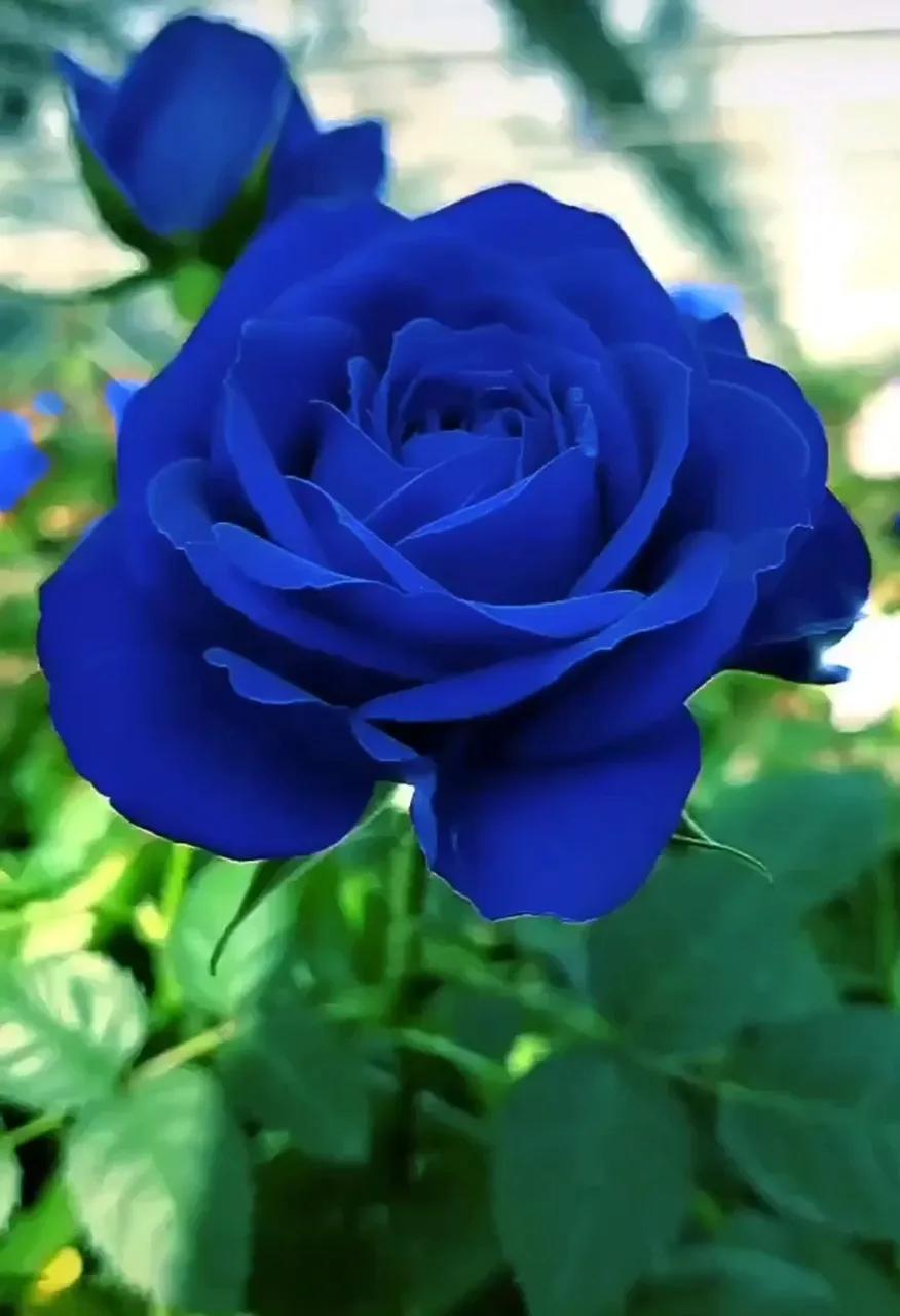 蓝色妖姬代表什么,蓝色妖姬于荣光版