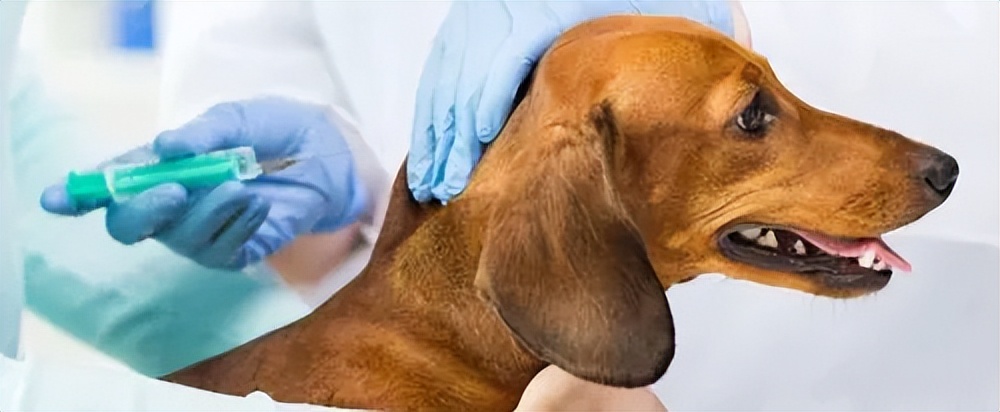 小狗感染犬细小病毒怎么治疗,小狗得了犬细小病毒怎么办