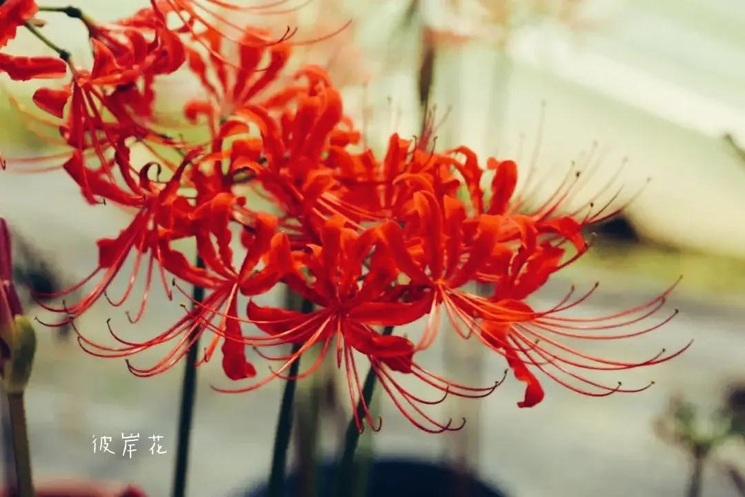 曼珠沙华培育,曼珠沙华要打造什么