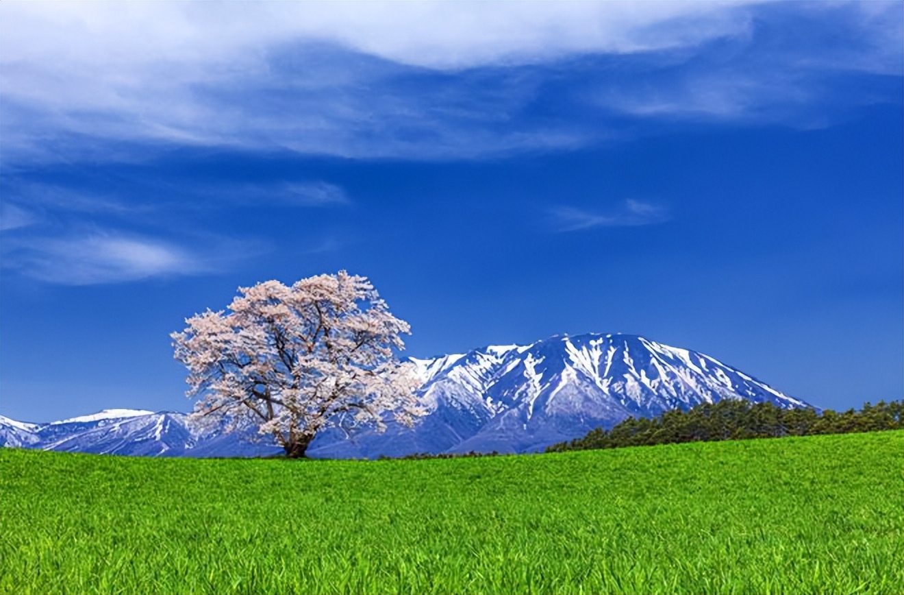 2023日本樱花观赏时间表,日本樱花什么时候观赏最好