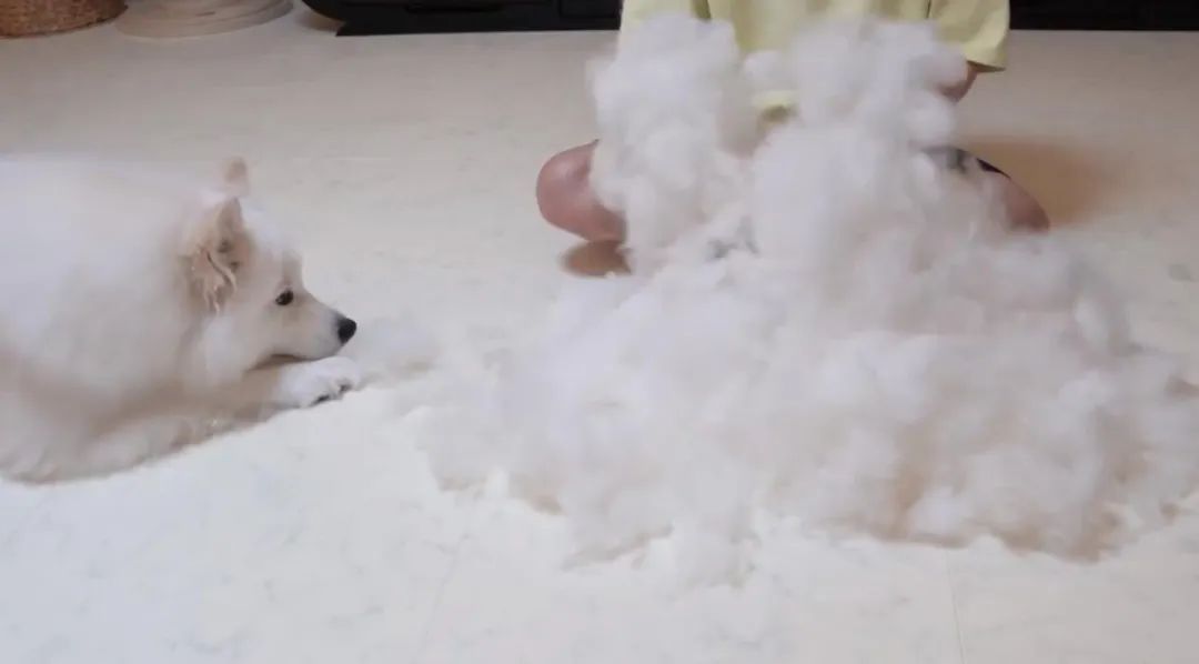 哪些狗掉毛少聪明还好养,狗类掉毛排行榜