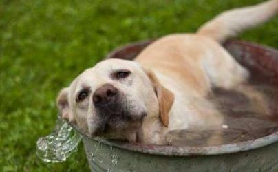 夏季来临狗狗中暑知识早知道,高温天气来袭该如何防止狗狗中暑