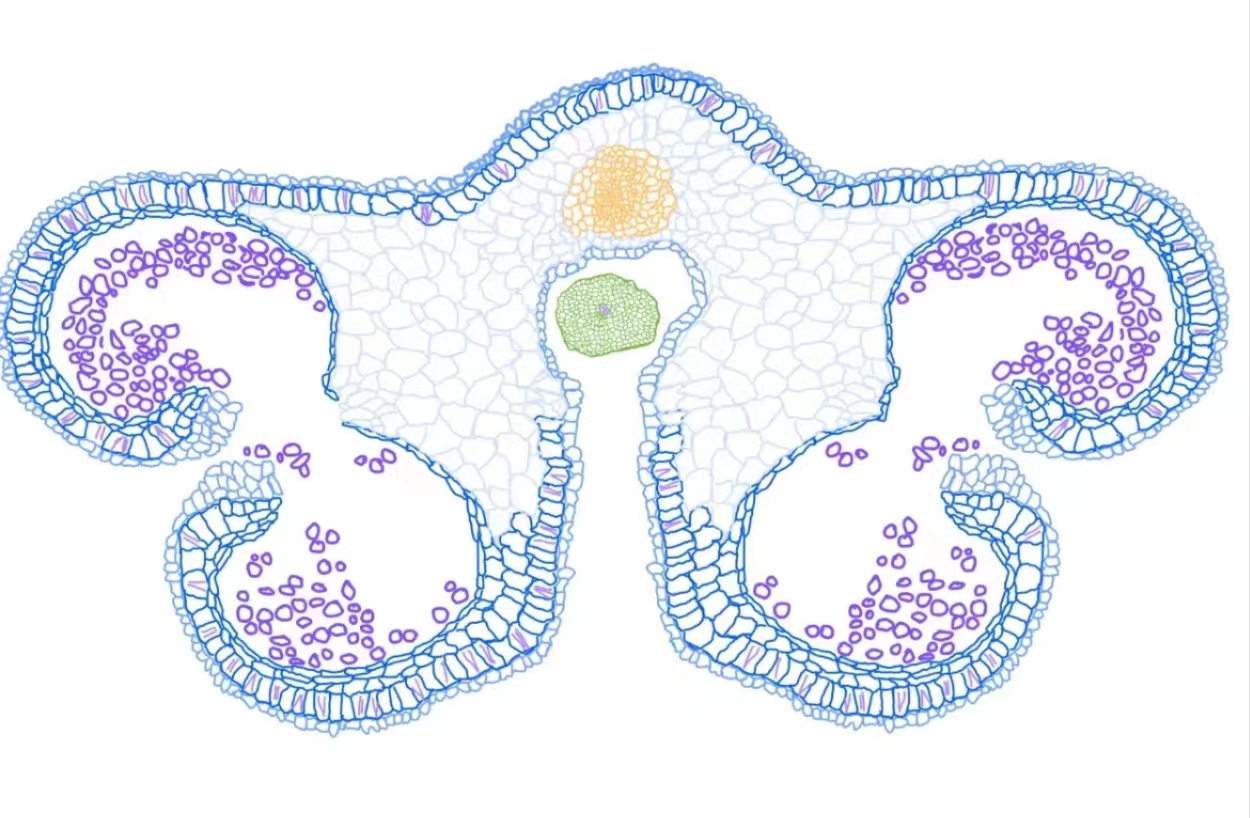 模具绘图软件哪个好,几种常用的绘图软件